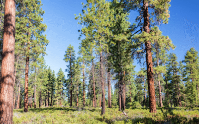 How to Choose the Right Lot for Your Dream Home in Central Oregon
